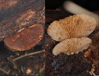 Crepidotus fuscovelutinus image