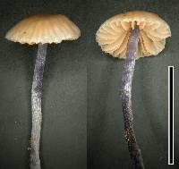 Entoloma uliginicola image