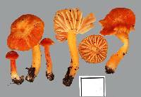 Hygrocybe procera image