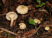 Hygrophorus salmonipes image