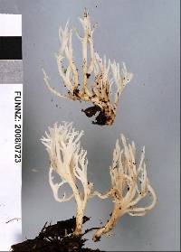 Clavulina cristata var. zealandica image