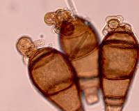 Hadrosporium dingleyae image