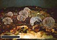 Resupinatus trichotis image