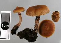 Galerina patagonica image