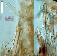 Lepiota subincarnata image