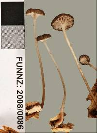 Mycena helminthobasis var. novae-zelandiae image