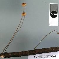 Crinipellis procera image