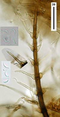 Selenosporella curvispora image