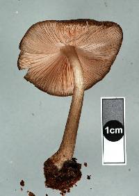 Pluteus similis image