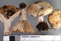 Russula australis image