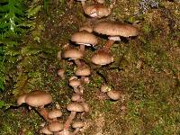 Armillaria novae-zelandiae image