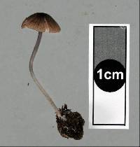 Entoloma duplocoloratum image