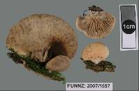 Crepidotus inconspicuus image
