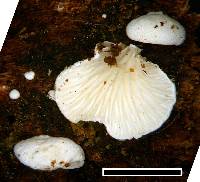 Cheimonophyllum candidissimum image