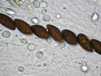 Daldinia dennisii var. microspora image