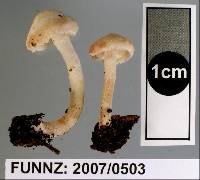 Cystolepiota hetieri image