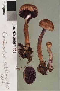 Cortinarius rattinoides image