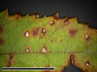 Mycosphaerella rubi image