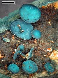 Chlorociboria aeruginascens subsp. australis image