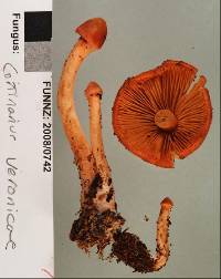 Cortinarius veronicae image