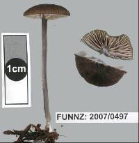 Entoloma duplocoloratum image