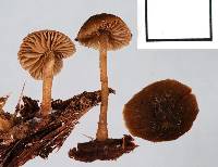 Simocybe phlebophora image