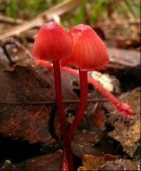 Mycena ura image