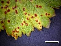 Puccinia hydrocotyles image