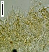 Leucocoprinus cepistipes image