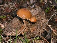 Psilocybe argentina image