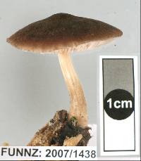 Pluteus paradoxus image