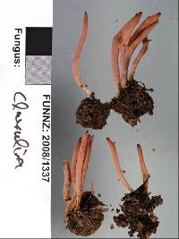 Clavulina vinaceocervina image