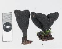 Xylaria castorea image