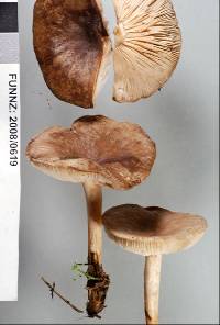 Melanoleuca exscissa var. exscissa image