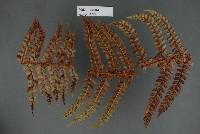 Milesia polystichi-vestiti image