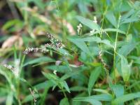 Sphacelotheca polygoni-serrulati image