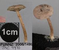 Marasmius palmivorus image