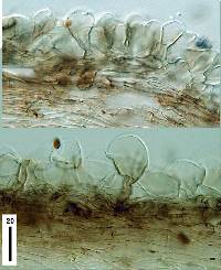 Panaeolus fimbriatus image