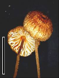 Crinipellis procera image