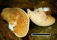 Simocybe rhabarbarina image