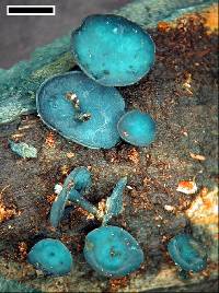 Chlorociboria aeruginascens image