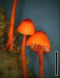 Mycena ura image