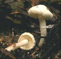 Cystolepiota hetieri image