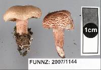 Lepiota subincarnata image