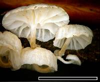 Hemimycena candida image