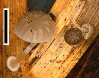 Mycena bulbosa image