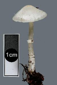 Leucoagaricus serenus image