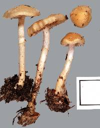 Pholiota pallidocaulis image