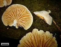 Simocybe rhabarbarina image