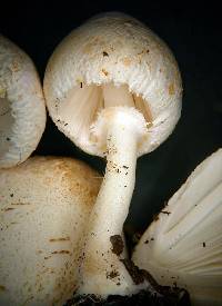 Leucocoprinus cepistipes image